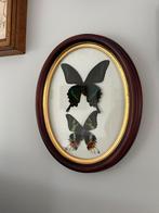 Prachtige lijst met taxidermie vlinders 25 cm, Enlèvement ou Envoi