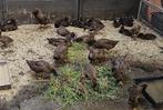 Khaki Campbell eenden, Meerdere dieren, Eend