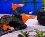 Albino Full Red Guppen, Vis, Zoetwatervis, Schoolvis