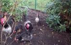 2 koppels Brabantse hoenders, Dieren en Toebehoren, Vogels | Overige Vogels, Geringd