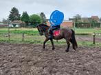 Grote A-pony Kleine B-pony 119 Loulou Fidel., Gechipt, B, Ruin, 3 tot 6 jaar