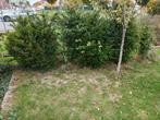Taxus struikjes, Tuin en Terras, Planten | Struiken en Hagen, Ophalen, Taxus
