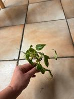 Philodendron white princess, Huis en Inrichting, Kamerplanten, Ophalen