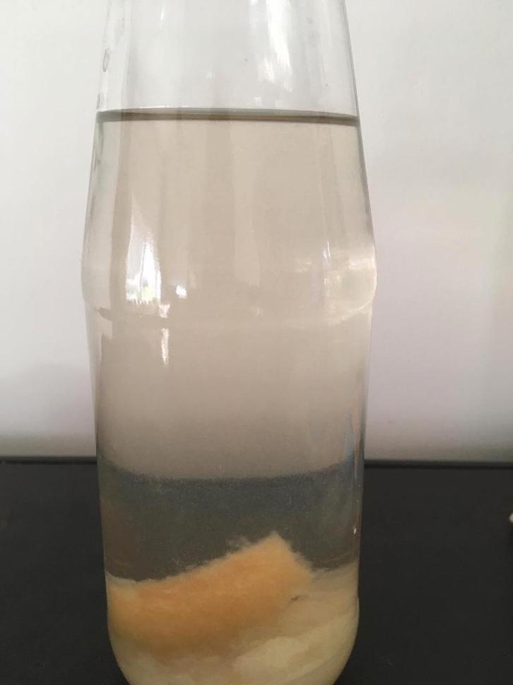 Azijnaaltjes/levend voer, Animaux & Accessoires, Poissons | Aquariums & Accessoires, Enlèvement ou Envoi