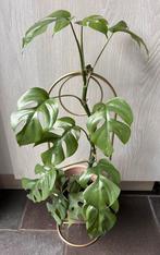 Rhaphidophora Tetrasperma (mint variegata), Huis en Inrichting, Kamerplanten, Ophalen of Verzenden