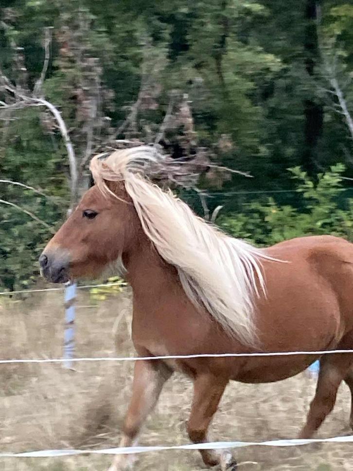 magnifique jument shetland, Dieren en Toebehoren, Pony's, Merrie, Niet van toepassing, A pony (tot 1.17m), Recreatiepony, 11 jaar of ouder