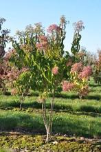 Heptacodium miconioides, Tuin en Terras, Ophalen