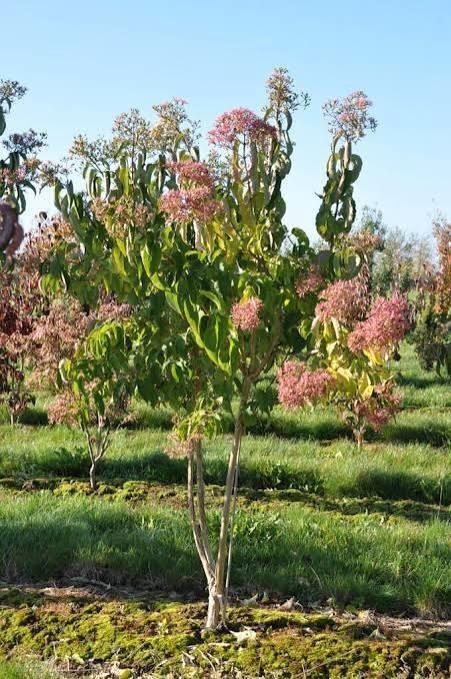 Heptacodium miconioides, Tuin en Terras, Planten | Bomen, Ophalen
