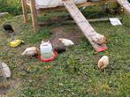 Brakel krielen, Dieren en Toebehoren, Pluimvee