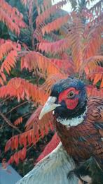 Fazant haan, Dieren en Toebehoren, Pluimvee