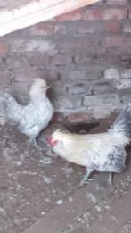 Koppel baardkriel, Dieren en Toebehoren, Pluimvee