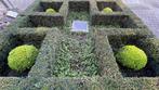 4 ronde en gezonde Buxus bollen, Jardin & Terrasse, Plantes | Jardin, Enlèvement