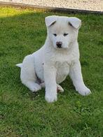 witte akita inu pups, Dieren en Toebehoren, Particulier, CDV (hondenziekte), Meerdere, 8 tot 15 weken