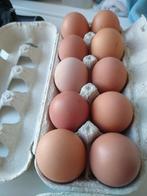 Kippen eieren te koop, Diversen, Levensmiddelen, Ophalen of Verzenden