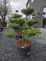 Ilex Crenata Bonsai, Tuin en Terras, Ophalen