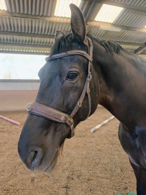 (bitloos)Hoofdstellen, kaptoom, Dieren en Toebehoren, Paarden en Pony's | Hoofdstellen en Tuigage, Gebruikt, Ophalen of Verzenden