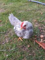 Chabo, Dieren en Toebehoren, Pluimvee, Mannelijk, Kip