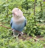 Agapornis dwergpapegaai / M, Dieren en Toebehoren, Vogels | Overige Vogels, Mannelijk, Geringd