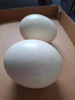 Struisvogeleieren, Enlèvement