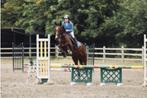 Fantastisch springpaard, Dieren en Toebehoren, Merrie, Springpaard, M, 11 jaar of ouder