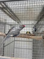Opaline bont halsbandparkiet / halsband parkiet kweekrijp, Dieren en Toebehoren, Vogels | Parkieten en Papegaaien, Vrouwelijk