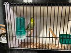 Forpus Dgroen, Dieren en Toebehoren, Vogels | Parkieten en Papegaaien
