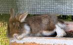 Klein konijntje te koop, Dieren en Toebehoren, Konijnen