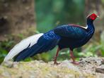 Swinhoe fazanten - onverwant koppel, Dieren en Toebehoren, Pluimvee, Meerdere dieren, Overige soorten