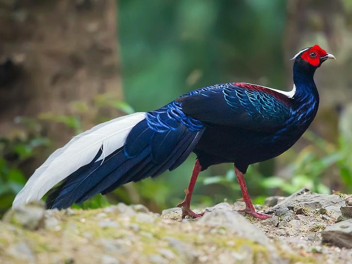 Swinhoe fazanten - onverwant koppel, Dieren en Toebehoren, Pluimvee, Overige soorten, Meerdere dieren