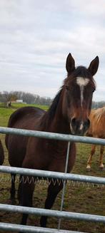 Paint, Dieren en Toebehoren, Paarden, Merrie, Minder dan 160 cm, Met stamboom, 3 tot 6 jaar