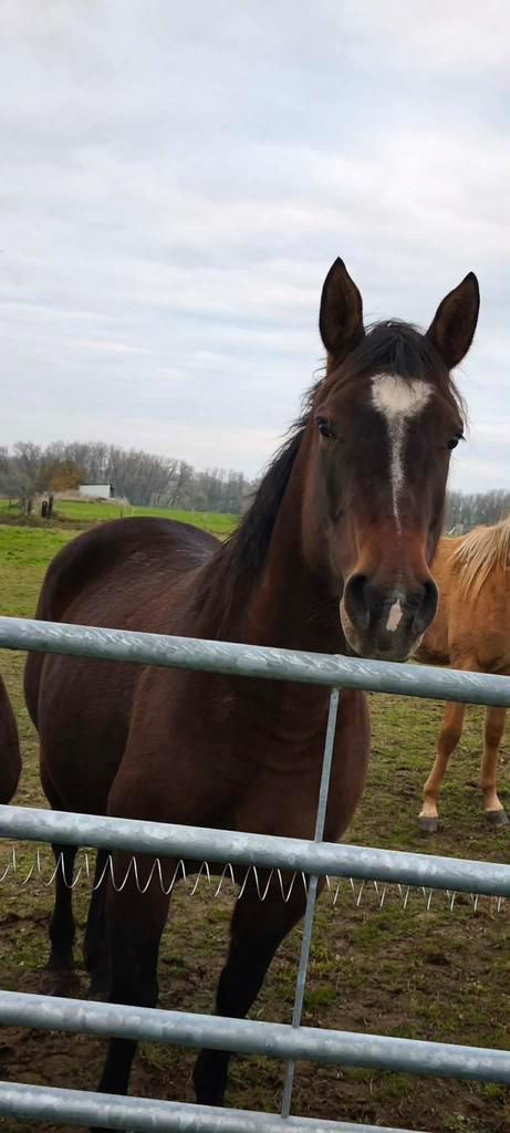 Paint, Animaux & Accessoires, Chevaux, Jument, Non dressé, Moins de 160 cm, 3 à 6 ans, Cheval de récréation, Avec pedigree, Avec puce électronique