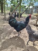 Australorp, Dieren en Toebehoren, Mannelijk, Kip