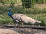 Pauwen te koop, Dieren en Toebehoren, Pluimvee