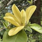 Magnolia's, Tuin en Terras, Planten | Bomen, Ophalen