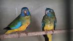 Splendid parkieten 2025., Dieren en Toebehoren, Vogels | Parkieten en Papegaaien