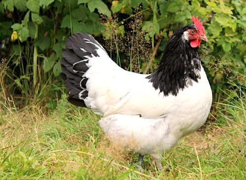 Lakenvelder kippen jonge hennen beschikbaar, Animaux & Accessoires, Volatiles, Poule ou poulet, Femelle