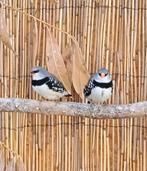 Diamantvinken, Dieren en Toebehoren, Vogels | Overige Vogels