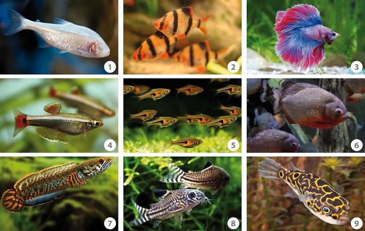 Ik ben een gratis vissen opvang, Dieren en Toebehoren, Vissen | Aquariumvissen, Zoetwatervis, Overige typen