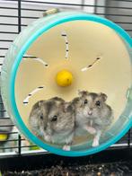 Hamsters manneke en wijfke 2 maanden oud, Dieren en Toebehoren