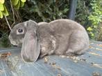 Rex widder ram, Dieren en Toebehoren, Konijnen, Mannelijk, Dwerg, Hangoor, 0 tot 2 jaar