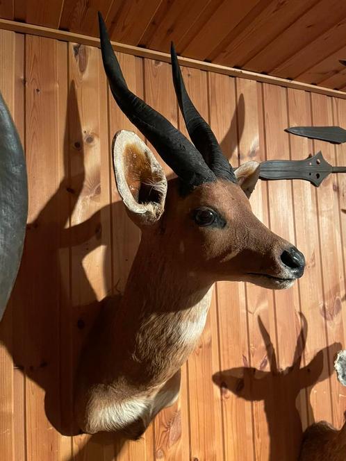 Lot Afrikaanse antilopeachtigen, Verzamelen, Dierenverzamelingen, Gebruikt, Opgezet dier, Wild dier, Ophalen