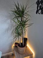 Drakenbloedboom plant 1m50, Maison & Meubles, Plantes d'intérieur, En pot, 150 à 200 cm, Enlèvement, Plante verte