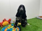 Engelse Cocker Spaniel pups, België, 8 tot 15 weken, CDV (hondenziekte), Meerdere