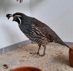 Œufs à éclore de caille huppée de Californie