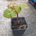 Loganberry (framboos x braam), Tuin en Terras, Ophalen of Verzenden