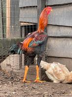 BROEDEIEREN van de INDIO GIGANTE ‘s’werelds grootste kip, Poule ou poulet
