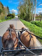 Dubbelspan mentuig maatshet, Dieren en Toebehoren, Ophalen