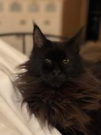 Maine coon poes, super lief en sociaal, Chatte ou Chat, Vermifugé, 0 à 2 ans