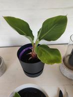 Chinese lotusbanaan, Tuin en Terras, Planten | Tuinplanten, Ophalen
