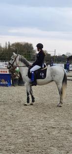 D pony te koop, Dieren en Toebehoren, Pony's, Springpony, 11 jaar of ouder, D pony (1.37m tot 1.48m), Merrie